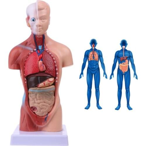 Human Torso Body Model Anatomy Anatomical Medical Internal Organs For Teaching