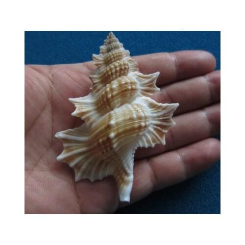 80.2mm super large winged conch, rare conch collection, home decoration