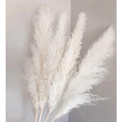 140CM Natural White Pampas Grass Large Big Real Dried Flowers Bouquet Artificial Plants for Wedding Home Living Room Decoration