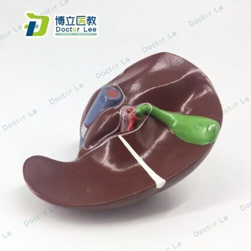 Human Liver Anatomy Model Hepatic Vascular Leaf Hepatobiliary Cystic Duct Model Medical Model