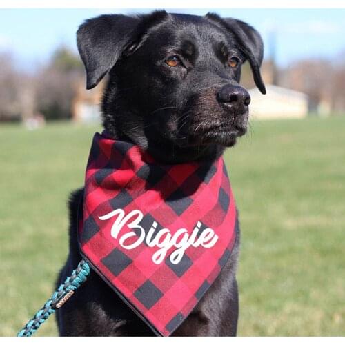 Biggie Dog Bandana Personalized Birth Announcement Dog Bandana Custom Name Dog Decoration Gifts Unique Pet Bandana With Name