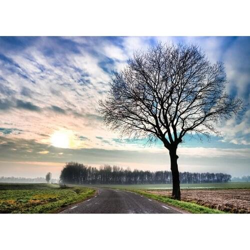 Highway Tree Field Photography Backdrops Jungle Cloud Vinyl Shoot Background for Portrait Children Photophone Props Photo Studio