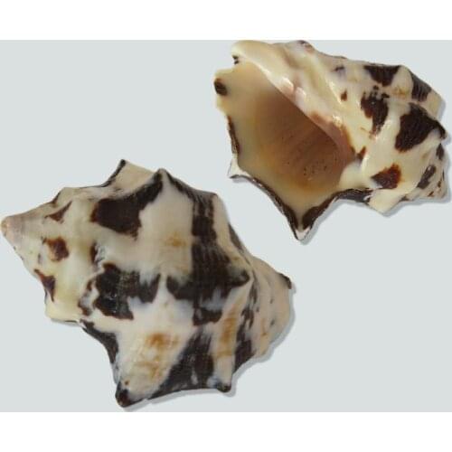 1pc snail natural shell home crab roll shell replacement shell fish tank aquarium landsca parts decoration