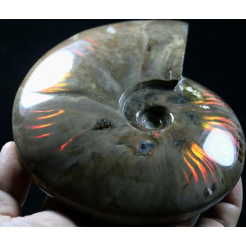 Natural red rainbow paleontological fossils crystal specimens