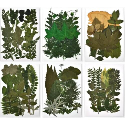 1 Bag Dried Leaves Green Plants DIY Crystal Epoxy Resin Coaster Resin Filling Decorations Silicone Mold Jewelry Accessories