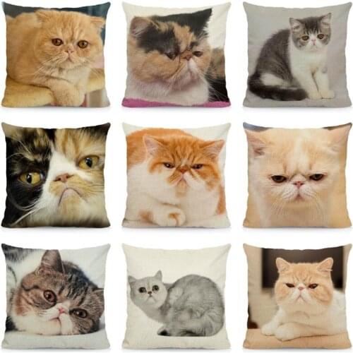 ExoticShorthair Cat Pattern Cushion Cover 45x45cm Animal Print Throw Decorative Pillow Case DWM019