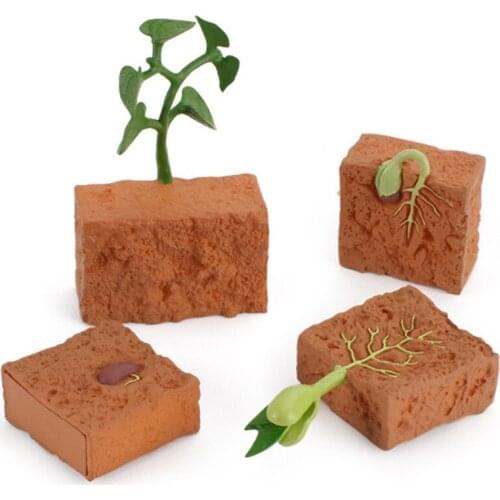 Simulation Life Cycle of a Green Bean Plant Growth Cycle Model Action Figures Collection Science Educational Toys For Children