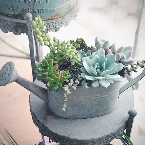 Craft jewelry Succulents watering can shop holder old-fashioned garden household tin fittings vase flower bucket pastoral style