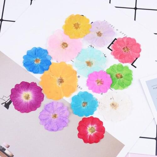 Rose Dry Flower Diy Glue Dry Flower Flower Plant Specimen Natural Dry Birthday Party Decorations Adult