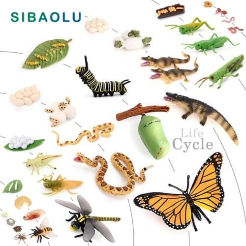 Butterfly Frog Snake Ant Spider Life Cycle Figurine Animal Model Home Decor Miniature Fairy Garden Decoration Accessories Modern