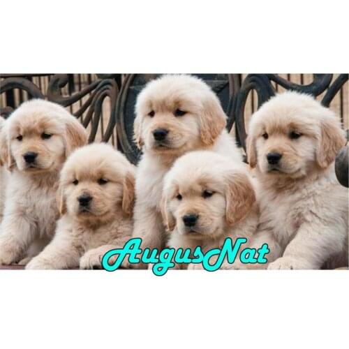 Dogs diamond painting golden retriever daimand embroidery sticker diamant dotz puzzle picture diamont pianting by numbers animal