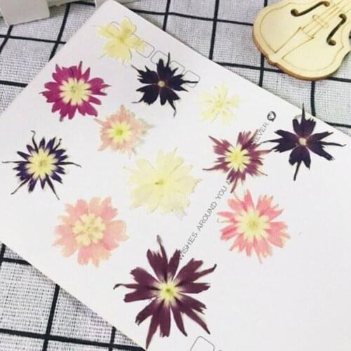 60pcs 1-3cm Pressed Dried Phlox Subulata Flower Plant Herbarium For Jewelry Bookmark Phone Case Invitation Card Handcraft DIY