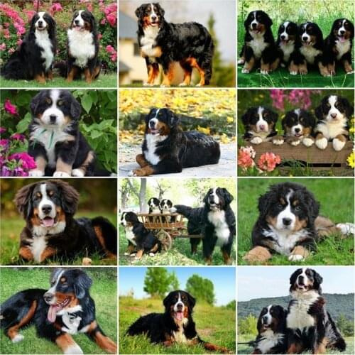 MUXN 5D Diy Diamond Embroidery Full Display Animal Dog Full Square Art Rhinestones Mosaic Diamond Painting Home Decoration Gift