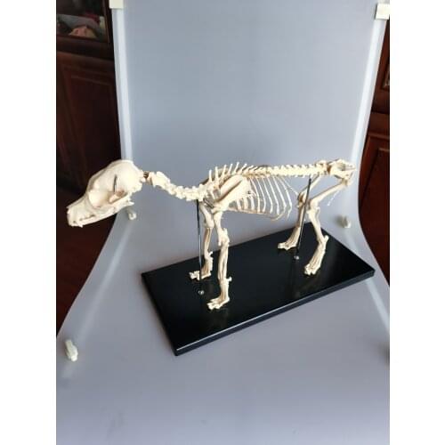 Dog bone model