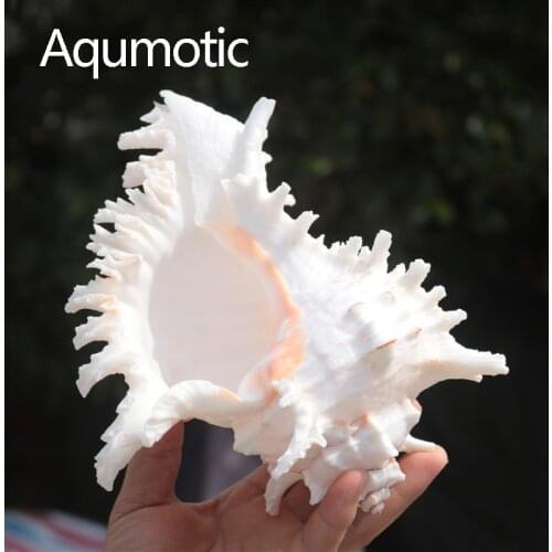 Aqumotic Big Conch Natural Craft Snail Branched Murex Chicoreus Torrefactus Sea White Shell&Conch Home Furnishing Decoration