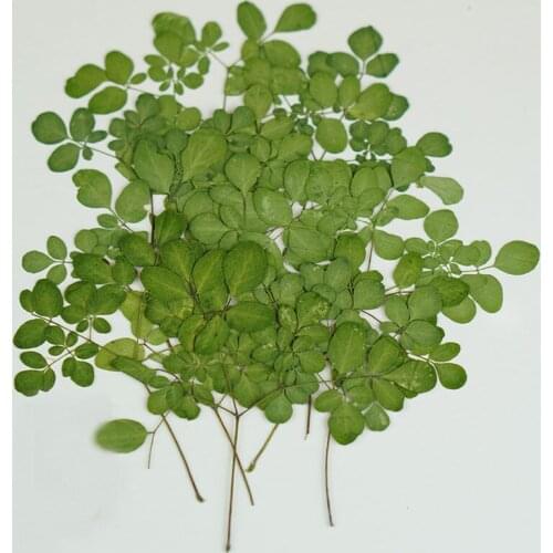 120pcs Dried Pressed Boenninghausenia Albiflora Leaves Plant Herbarium For Jewelry Bookmark Postcard Phone Case Photo Frame DIY