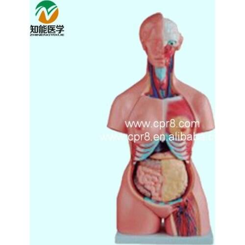 BIX-A1036 Both Sexes Torso Model (21 Parts) 85cm G137