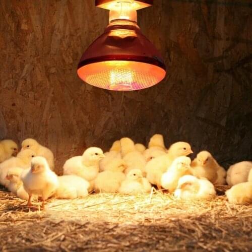 250w Infrared Heat Lamp Waterproof Anti-Explosion Thickened Light Bulbs for Piglet Chicken Duck Birds WWO66