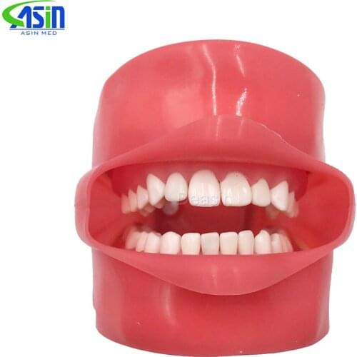 Dental Phantom Head for Dental School Teaching Model Standard tooth Model 28pcs Teeth Soft Gum Screw fixed DP Articulator