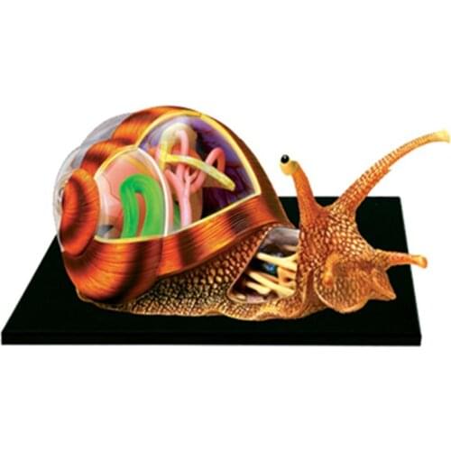 Puzzle assembling toy simulation animal biological snail organ anatomy medical teaching model