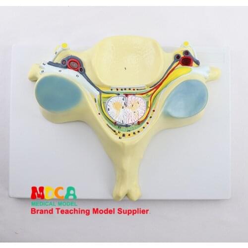 MYZ008 Teaching of Spinal Neurology in the Fifth Cervical Spine Model of Human Skeletal Spine