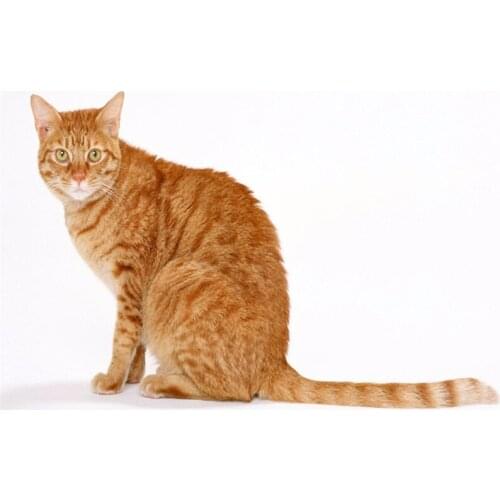 5d diamond painting Pet cat orange cat full drill square diamond embroidery Cross stitch pictures of rhinestones