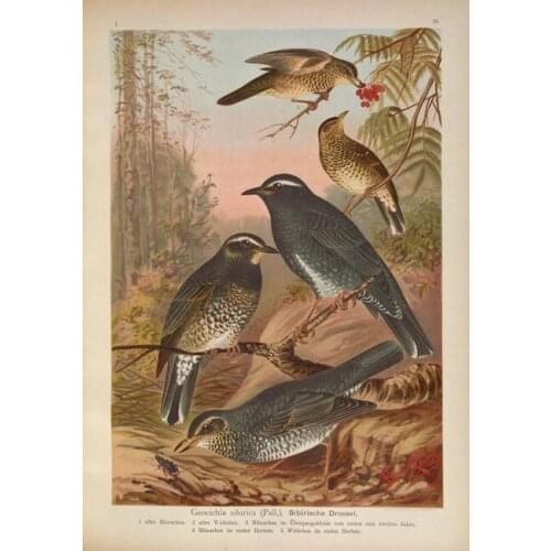 Pastoral animal birds wild fruit tree forest scenery oil painting canvas prints printed on canvas wall art decoration picture