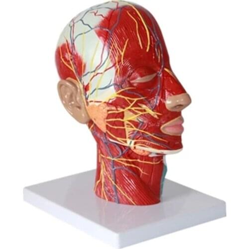 Economic Half head with Vessels Model,Anatomical Head Model with Brain,Nerves,Vascular Muscles and Vessels