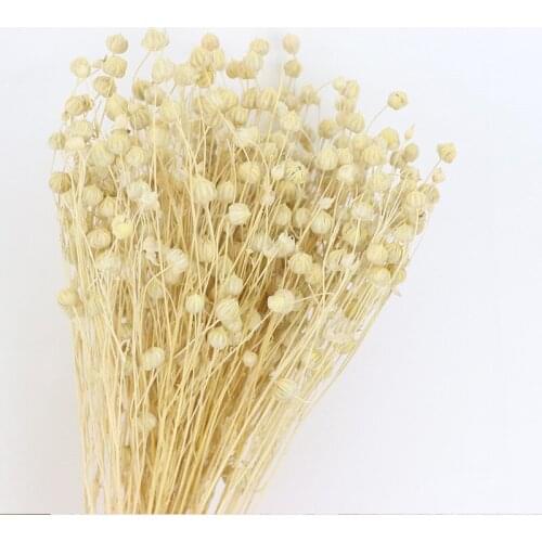 50pcs Fortune Nebula Bean Fresh-Cut High Quality Floral Material Preserved Dried Flower Bouquet Photograph Home Wedding Art Deco