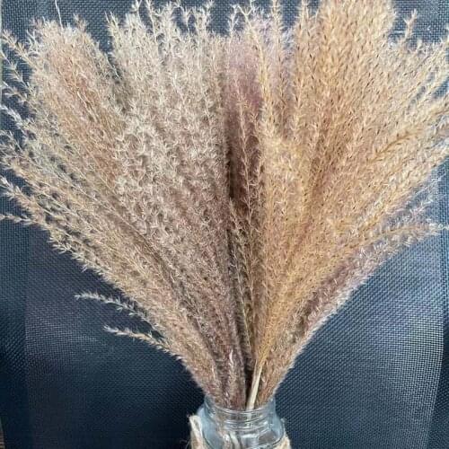 Flower Ear 15~30CM Real Dried Reed Natural Primary Color Buddha Dust Flower,Dry Pampas Grass Flowers,It Will Drop Little Floccus