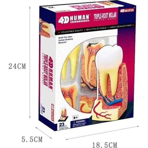 4D intelligent assembly toy tooth anatomical model medical teaching model