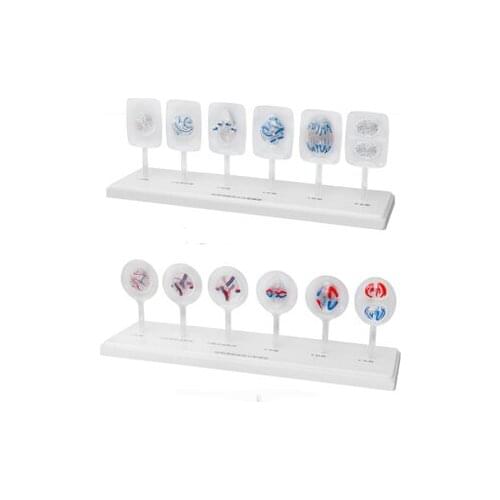 Animal and plant mitosis model biomedical teaching