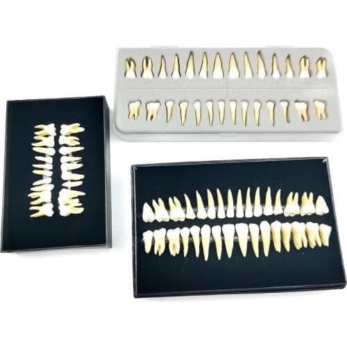 Pediatric Teeth Adult Teeth Tooth Model Carved Teeth Teeth Dental Model Teaching Model Practise Teeth Model