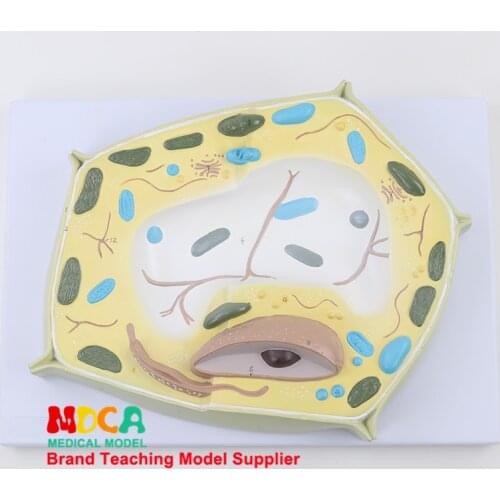 Magnification of Plant Cell Model Microscopic Specimens in the Teaching of Biological Model Medicine MZWXB001