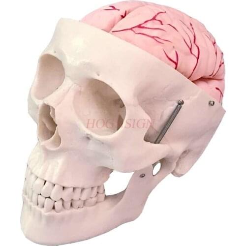 Skull Model Skull Structure Band Cerebral Artery Model Skeleton Structure Making Teaching Skull Teaching Model Medicine