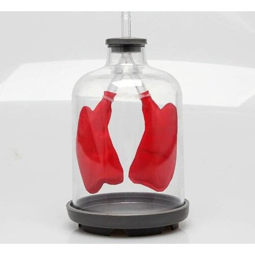 Free Shipping Lung Breathing Model Pulmonary Evacuation Simulation of Lung Function Model 21*11cm Pulmonary Working Model