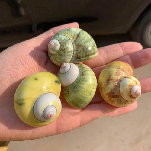 Hermit Crab Replacement Seashell Conch Aurora snail 3-5cm different colors