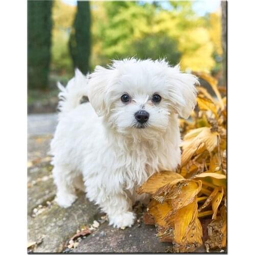 Animal White Little Dog Diamond Embroidery Full Square Round Drill Painting 5D Diy Mosaic Leaves Home Decoration FC649