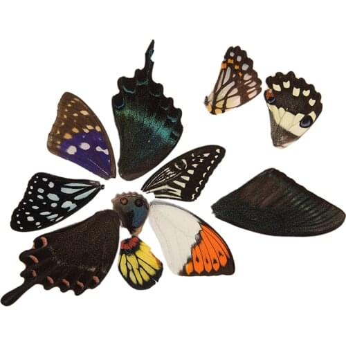 100Pcs Real Butterfly Wings Random Gift DIY Jewelry Artwork Art Hand Craft