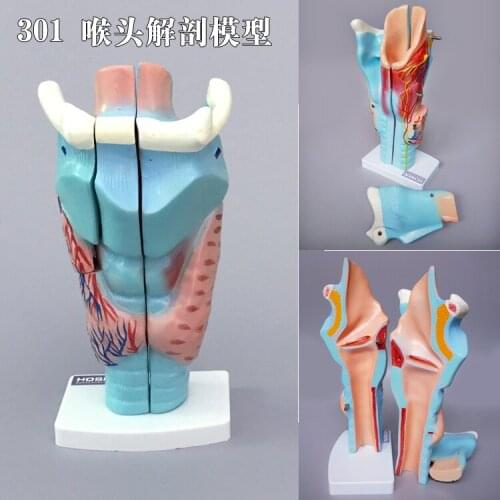 Eye otolaryngology model ENT human organ anatomy eye ear nose throat structure teaching model