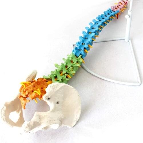 Color Human Spine with Pelvic Model Human Anatomical Anatomy Spine Medical Model School Medical teaching supplies