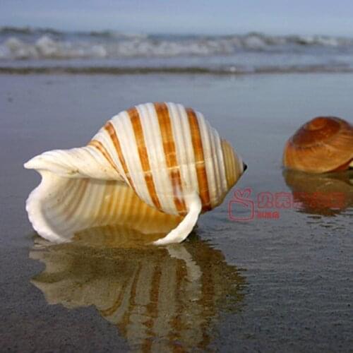 Natural Shell Sea Conch Snail Fish Tank Aquarium Decorations Roll Shellfish Breeding Shell Micro-landscape Succulent Flower Pot