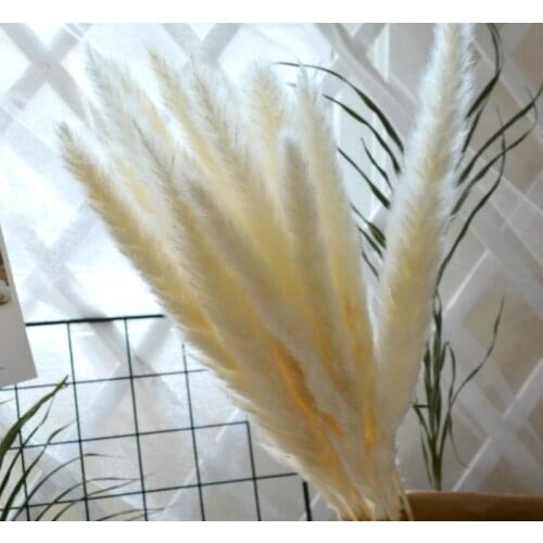 30PCS Natural Dried Small Pampas Grass Phragmites Communis,Wedding Flower Bunch 40 to 68 cm Tall for Home Decor Rated