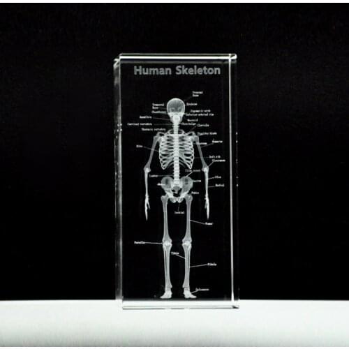Human Anatomical Anatomy Skeleton Model K9 Crystal Laser 3D Internal Statue Sculpture Figurines Miniatures Crystal Arts Crafts