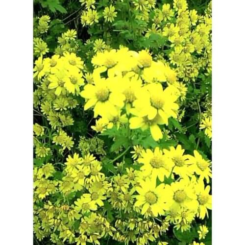 DIY 5D Diamond Painting Flower Picture Cross Stitch Full Circle/Full Square Rhinestone Kit Mosaic Art Deco Gift