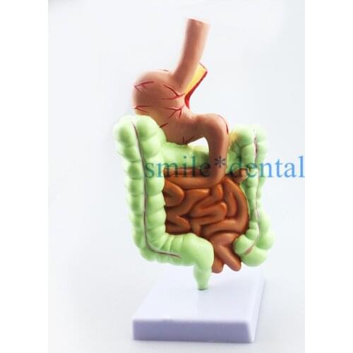 Oral cavity Human Digestive System Stomach Anatomy Model Large Intestine Cecum Rectal Medicine Teaching Supplies