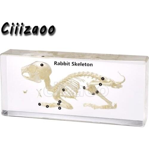 Rabbit Skeleton Specimen Taxidermy paperweight Collection embedded In Clear Lucite Block Embedding Specimen