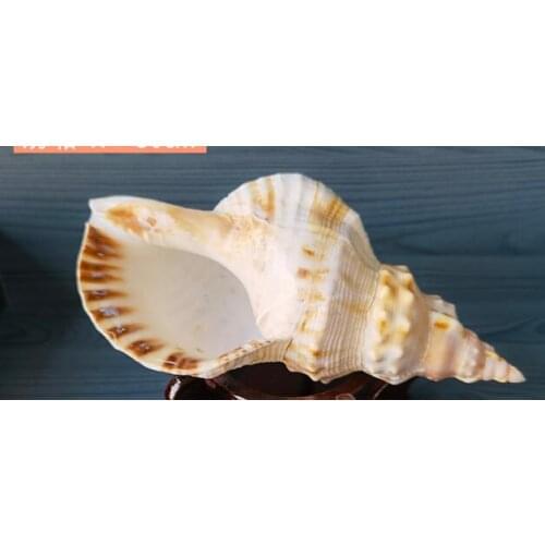 Four large natural conch shells phoenix tail Snails Business gift shell conch statues Home wedding decoration dies