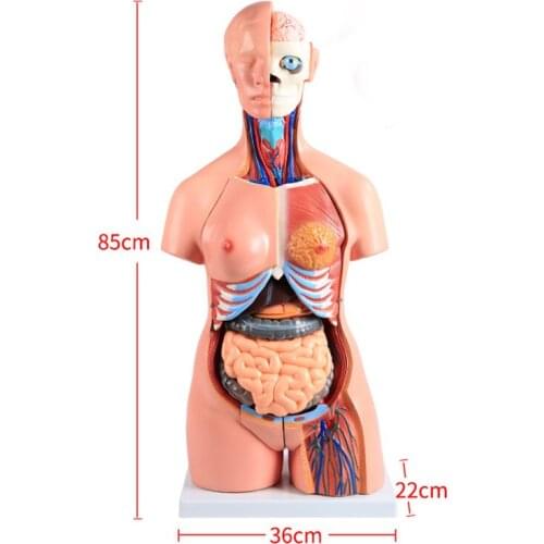 BIX-A1043 85cm 40Parts Bisexual Anatomical Human Trunk Model Assembled Medical Teaching Tools