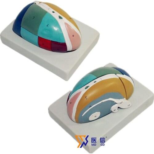 Enlarged version of thalamus anatomical model brain model central nerve dorsal thalamus diencephalon gray matter nucleus